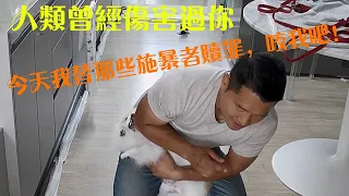 博美犬經歷六位主人，被虐待無數次，訓犬師為了讓狗打開心扉，心甘情願被咬！