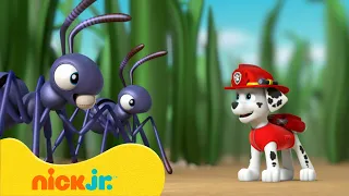 Patrulha Canina | Resgates de Bebezinhos da Patrulha Canina! 👶 | Nick Jr. em Português