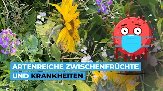 Artenreiche Zwischenfrüchte und Krankheiten