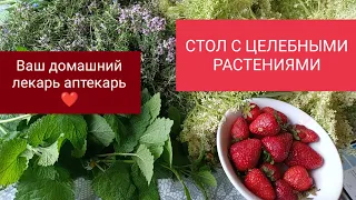 « СТОЛ» ДОМАШНЕГО ЛЕКАРЯ АПТЕКАРЯ + ХВОСТИКИ КЛУБНИКИ И ЗЕМЛЯНИКИ…