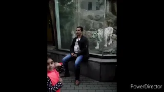 Московский зоопарке  нападения белого тигра с сзади