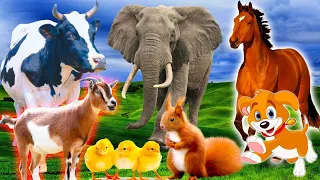 Relax with Familiar Animals activities With sounds | Birds Rabbit Lion Parrots  Cats Cow Elephant