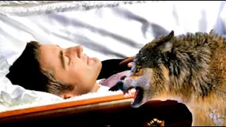 At a funeral, a wolf grabbed the dead man's throat. The reason shocked everyone!