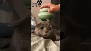 Massage Gadget For Cat 😱🔥