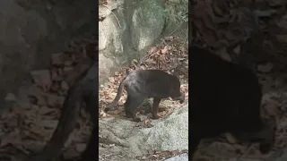 고양이 와 뱀  혈투극   A fight between a snake and a cat