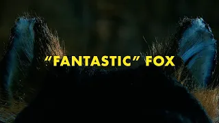 Fantastic Mr. Fox | Fugue State