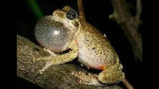 The sound of frogs calling -  Indian Bullfrog Mating - Amazing Frog Sound ব্যাঙ ডাকার শব্দ
