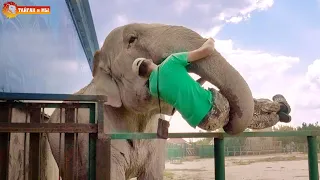 СЛОН УКРАЛ ЧЕЛОВЕКА? 😳😱😂 Дженни обожает Виктора! Тайган Elephant stole the keeper. Elephants Ride
