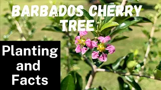 Barbados Cherry Tree:  Planting and Facts
