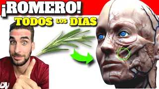 Té de Romero ¿Para que sirve?| Beneficios y Propiedades del Romero