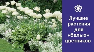 ❀ Лучшие растения для «белых» цветников