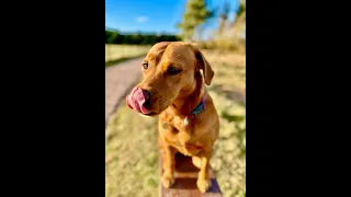 Poppy - The Fox Red Labrador - First few weeks and more!