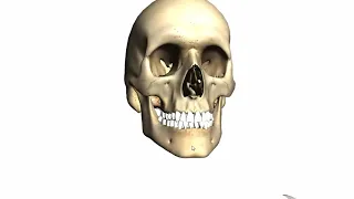 Skull tutorial 4 Mandible Anatomy