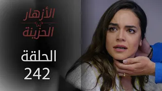 مسلسل الأزهار الحزينة | الحلقة 242 - الموسم الثاني
