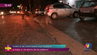 Família de capivaras faz passeio e para o trânsito em Blumenau