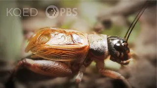 Why Crickets Just Won't Shut Up | Deep Look