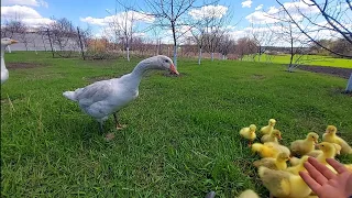 примут ли гуси инкубаторских??))