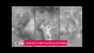 Câini uciși cu bestialitate de doi minori