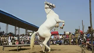 Best Horse Dance Competition at Pushkar Cattle Fair in Rajasthan India