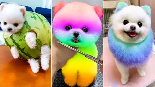 Cute Pomeranian Puppies Doing Funny Things #23 🐶 Cute and Funny Dogs 2024
