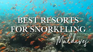 TOP 3 BEST RESORTS FOR SNORKELING IN THE MALDIVES 2022 🐠🐟🦈 The Best House Reefs (4K UHD)