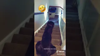 Dog draggin his balls across the stairs