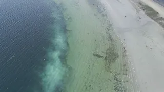 Herring Spawn, Qualicum Beach on Vancouver Island 2024