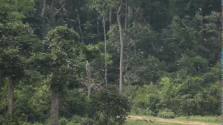 Flock of Congo African grey parrots flying through a forest clearing, Central African Republic.