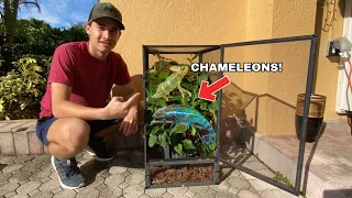 SETTING UP The NEW CHAMELEON !