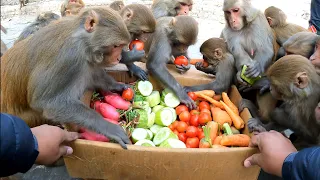 monkey eat verities of vegetables | Best food for monkeys | feeding carrot tomato cucumber & radish