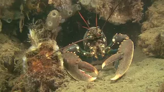 European lobster walking and watchful for are hollow 🔴