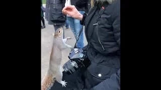 Feeding squirrels in St James Park, London