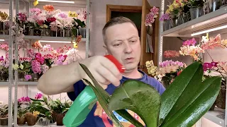 для орхидеи КАПРИЗНОЙ новое двойное средство: стимулятор орхидеи и защита от болезней СИЛИПЛАНТ