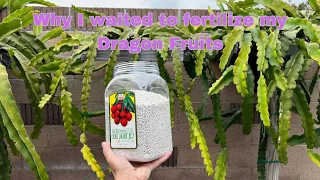 Why I have not fertilized my dragon fruits - High Phosphorus Fertilizer