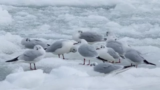 Озерная чайка (Larus ridibundus)