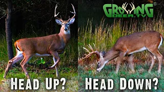 Bow Shot? Head Up or Down? Unbelievable Archery Tip (726)