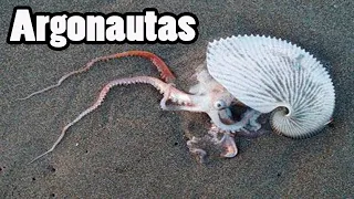 Los Argonautas, Los Pulpos más raros del mundo