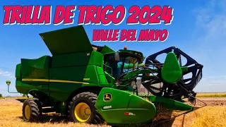 Una de las primeras cosechas de Trigo 2024 en el Sur de Sonora🌾💚💚