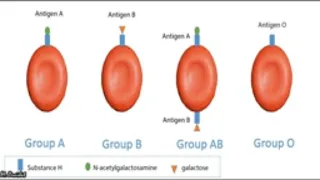 blood groups and multiple alleles