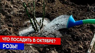 Что посадить в октябре? РОЗЫ!