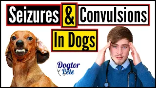 Seizures and Convulsions in Dogs 2020 - Vet Explains | Dogtor Pete