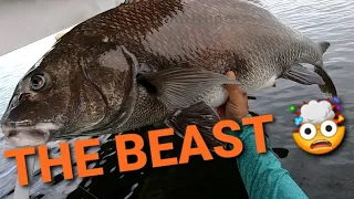 Epic Big Ugly Black Drum CATCH From My Old Town Kayak! #shorts #trending