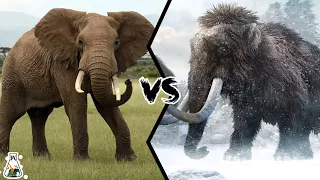 Elephant vs Mammoth - Who Would Have Won a Fight?
