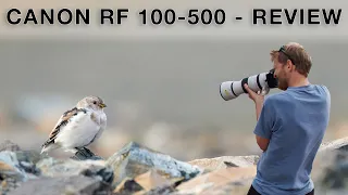 Canon RF 100-500 f/4.5-7.1 L IS - Was taugt es für die Tierfotografie? - Review