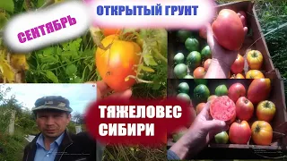 Сорта томатов для открытого грунта.Сорт Тяжеловес Сибири