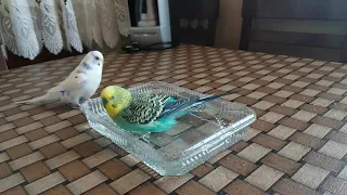 Muhabbet Kuşları'nın Banyo Keyfi