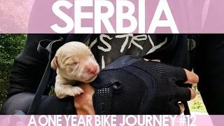 Bikepacking Across Serbia & Dogs - lots of Dogs [E12]