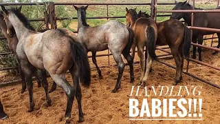 FIRST TIME HANDLING THESE FOALS | SURPRISING RAIN!