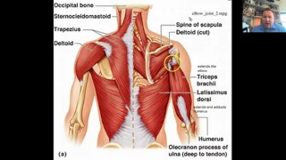 Muscle Identification and Action