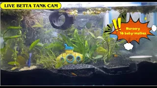 Live Aquarium🐟Lou the Betta, friends, babies🦐🐌Fish Tank Cam🐠No sound to relax, mediate, work & study